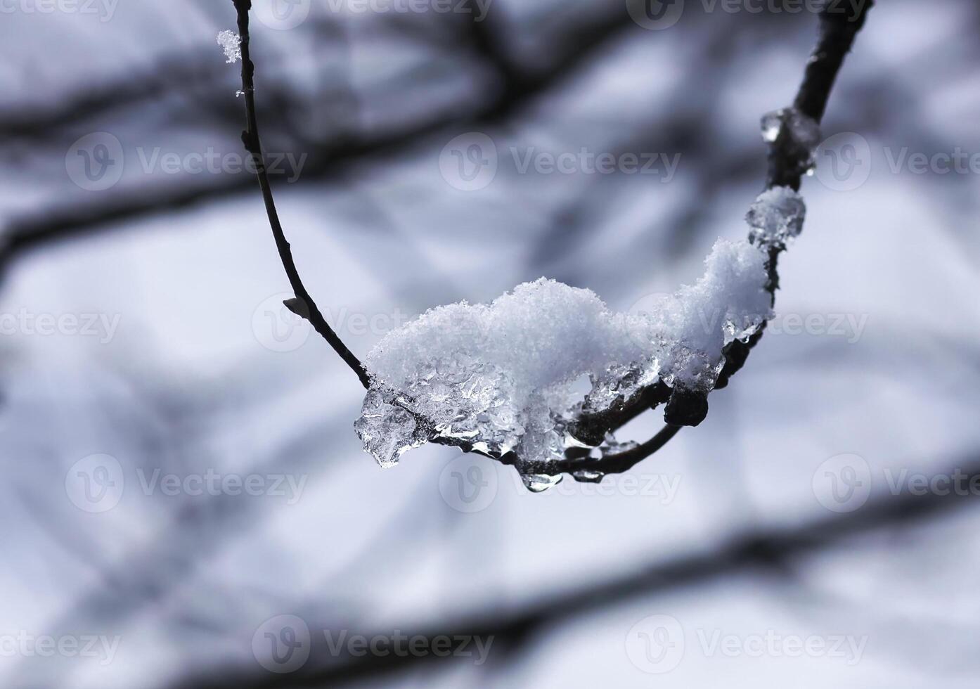 Melting snow on forest tree branches in sunny winter day photo