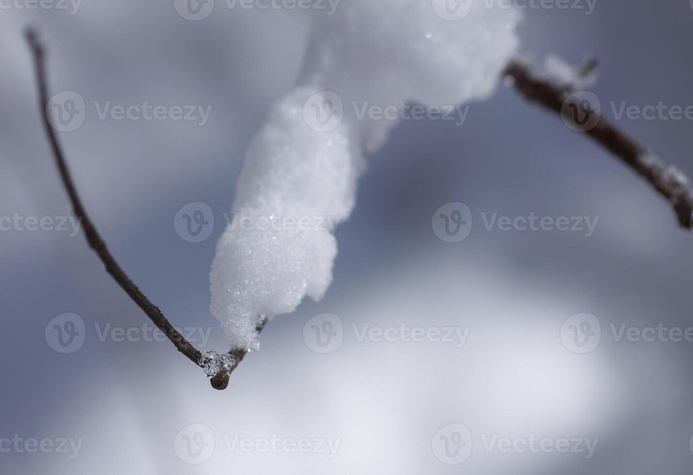 Melting snow on forest tree branches in sunny winter day photo
