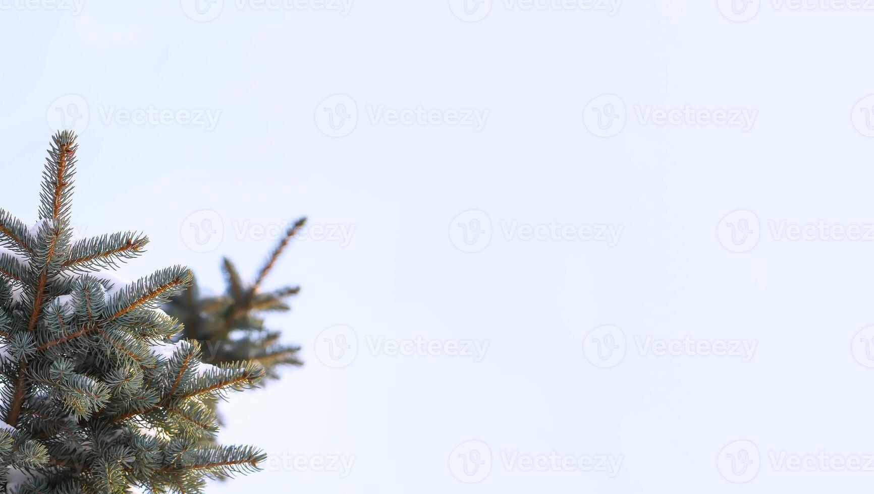 Winter holiday, New Year and Christmas background for poster, banner, card. Fir-tree branches in snow. photo