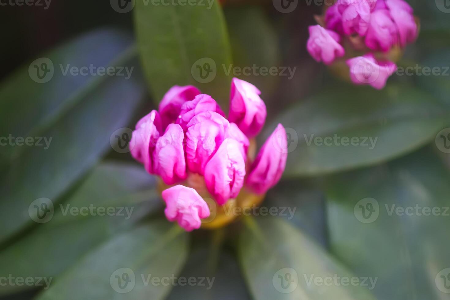 Bush of the Rhododendron in the botanical garden. Beautiful floral background. photo