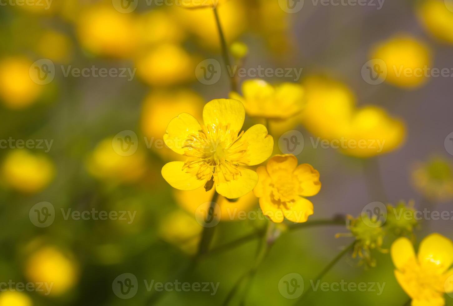 Buttercup wildflowers. Ranunculus repens plants. Nature background. photo