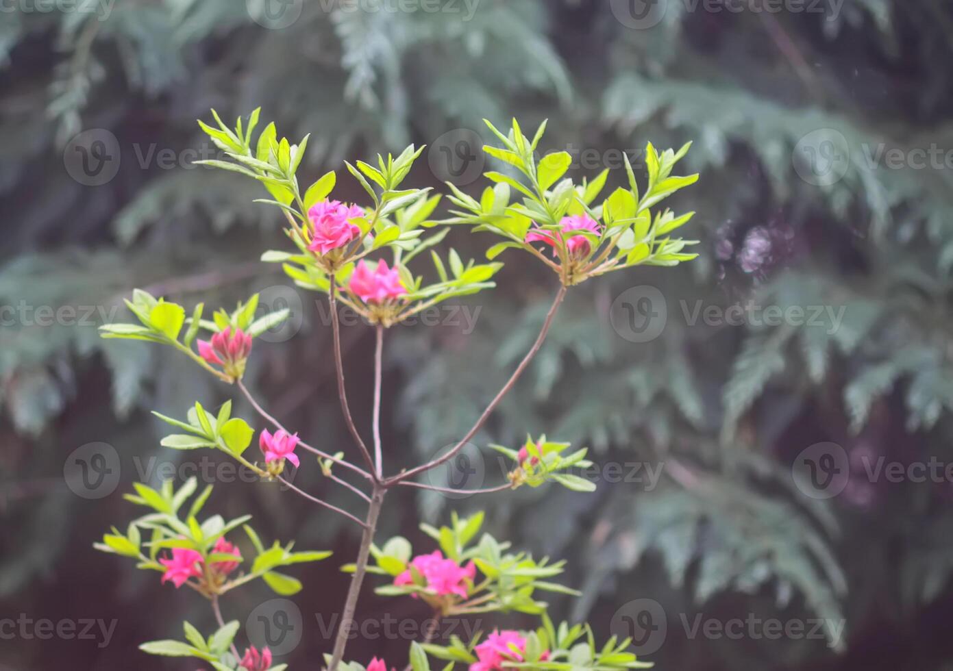 Bush of the Rhododendron in the botanical garden. Beautiful floral background. photo