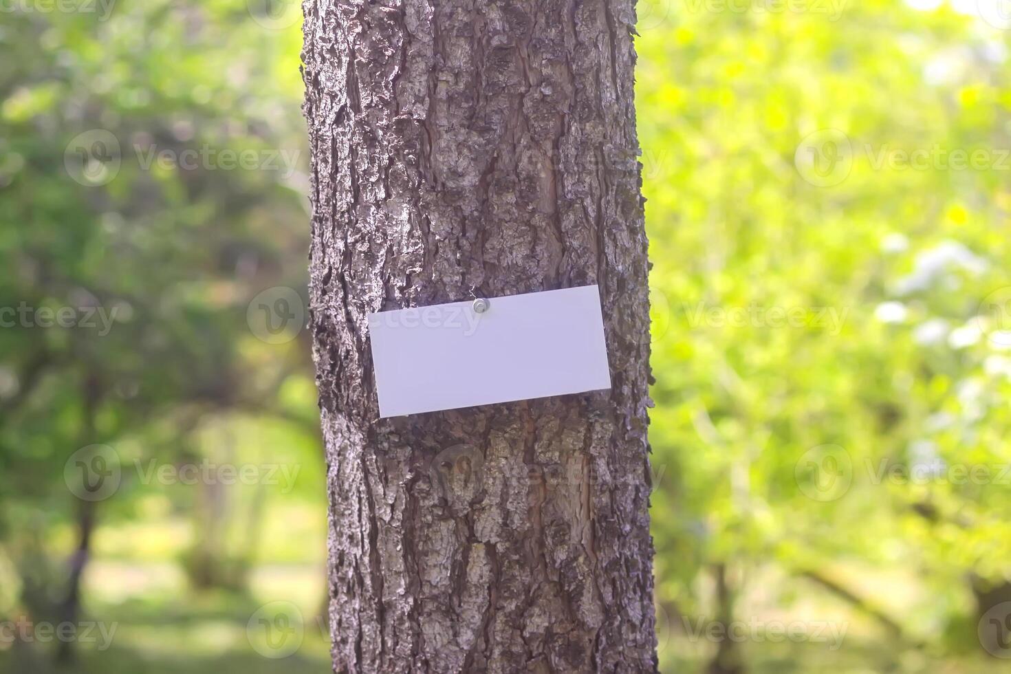 Summer nature background. Tree in park with empty board. photo