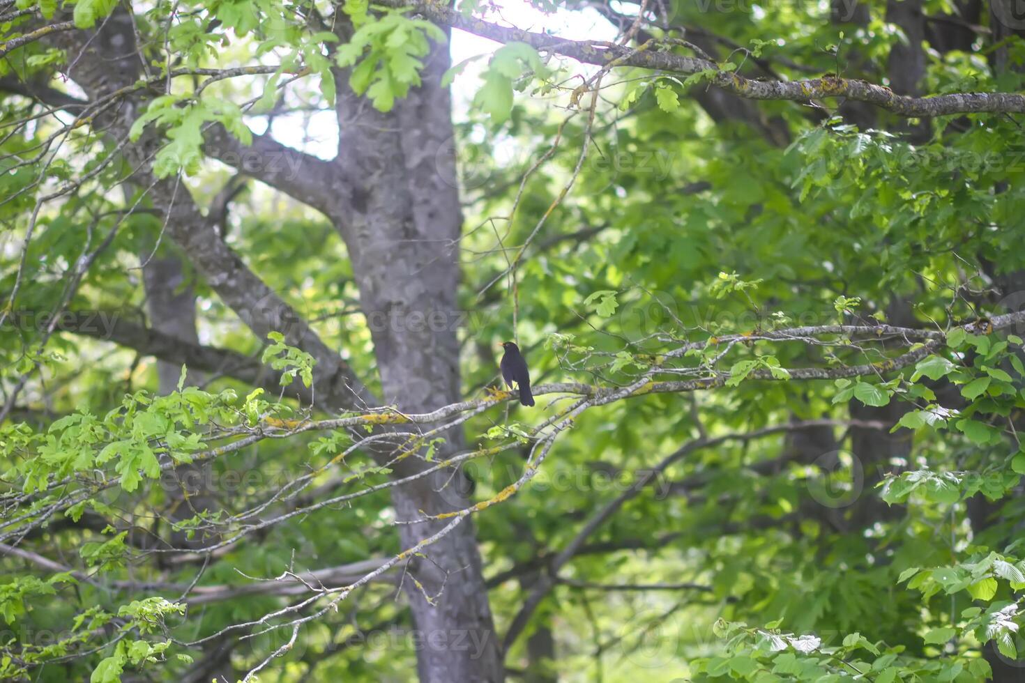 Summer nature background. Tree in park. Bird sitting on tree branch. photo