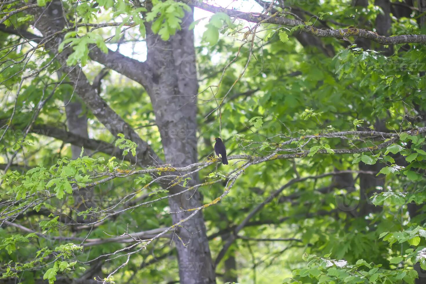 Summer nature background. Tree in park. Bird sitting on tree branch. photo