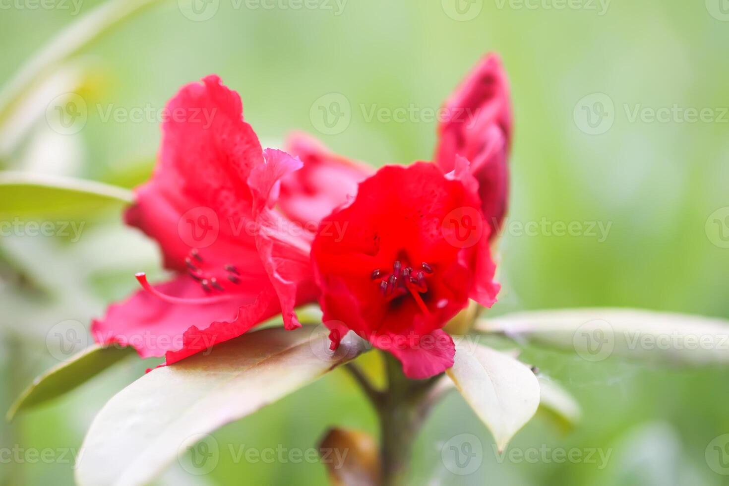 Rhododendron flowers. Beauty in nature. Beautiful spring blooming background. photo
