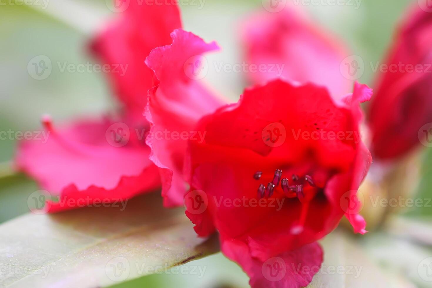 Rhododendron flowers. Beauty in nature. Beautiful spring blooming background. photo
