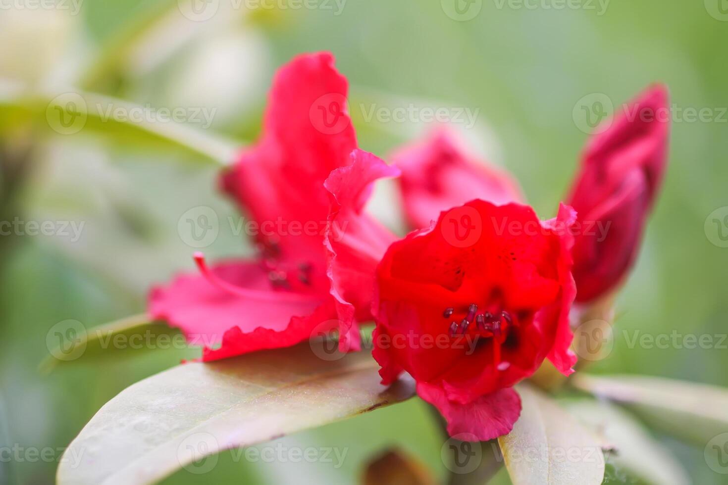 Rhododendron flowers. Beauty in nature. Beautiful spring blooming background. photo