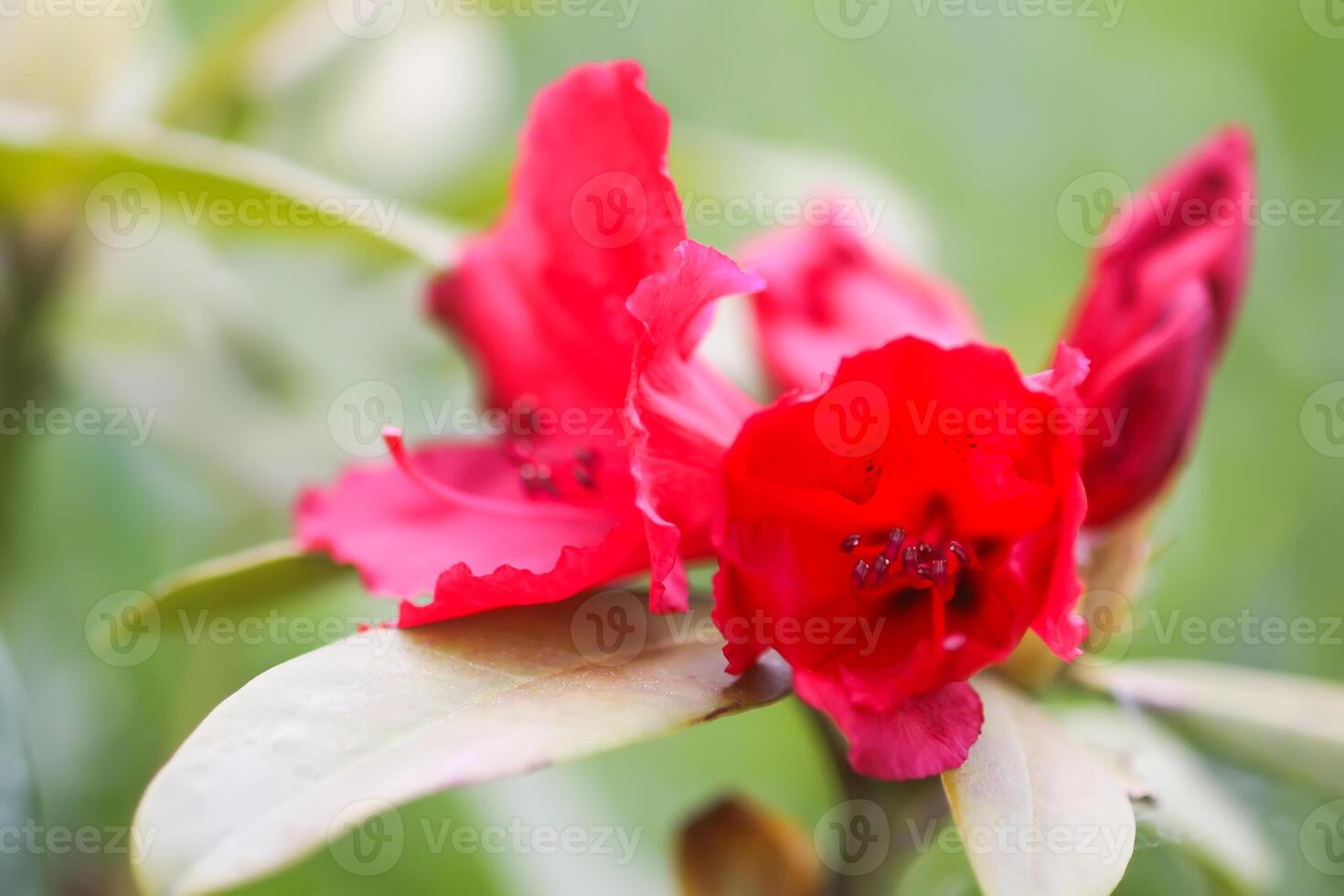 Rhododendron flowers. Beauty in nature. Beautiful spring blooming background. photo