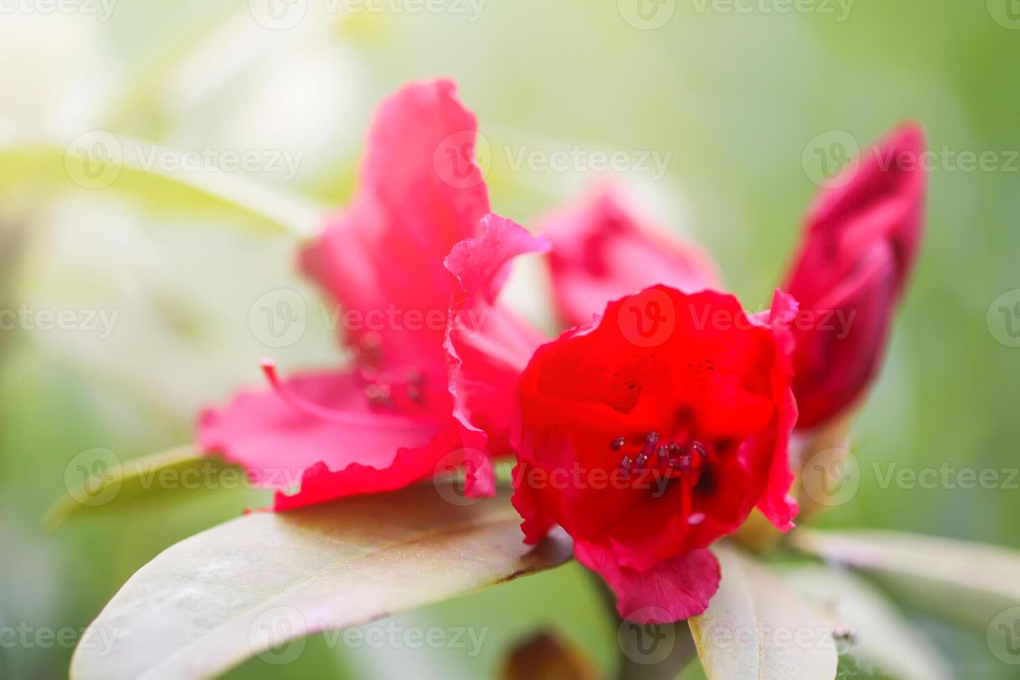 Rhododendron flowers. Beauty in nature. Beautiful spring blooming background. photo