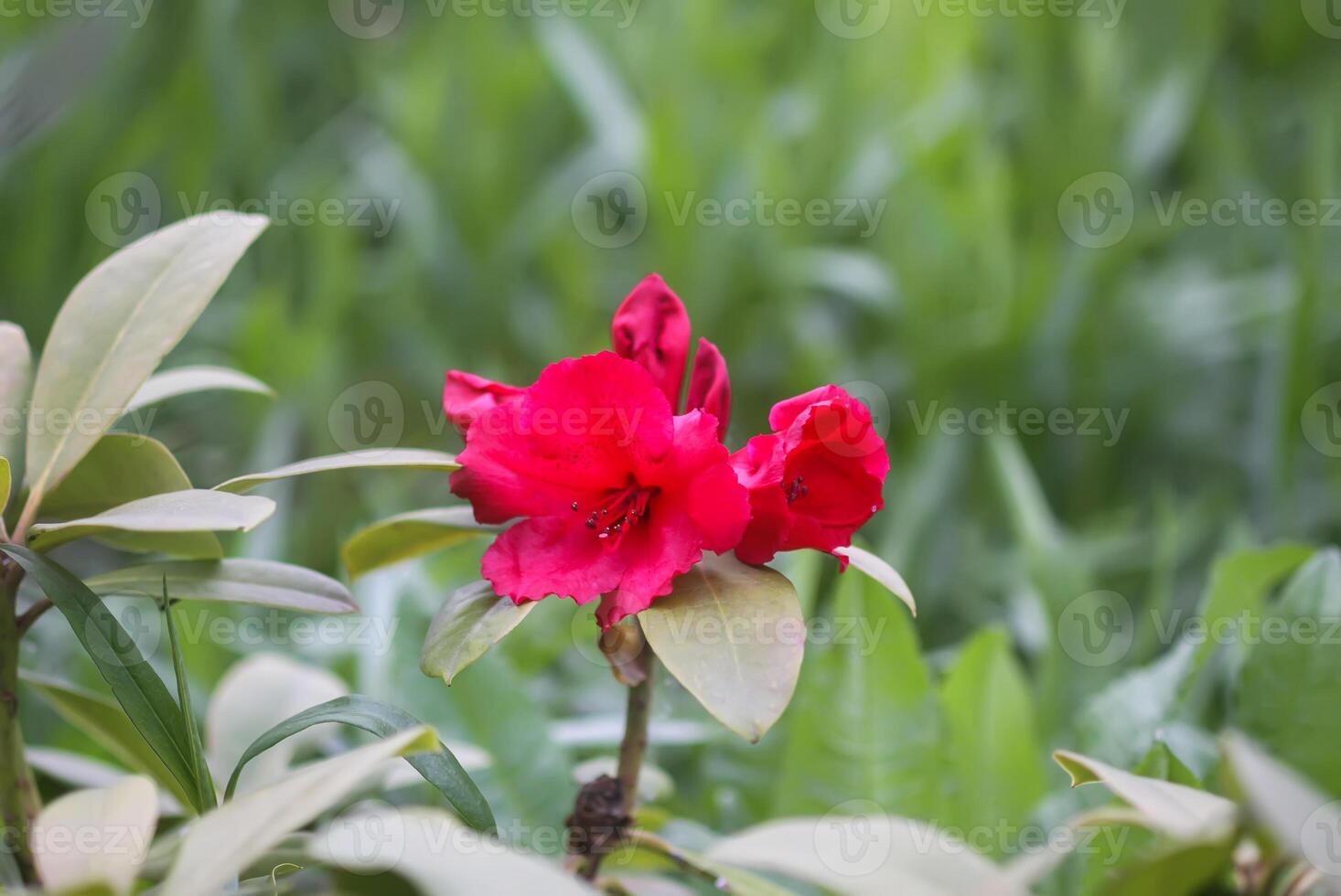Rhododendron flowers. Beauty in nature. Beautiful spring blooming background. photo