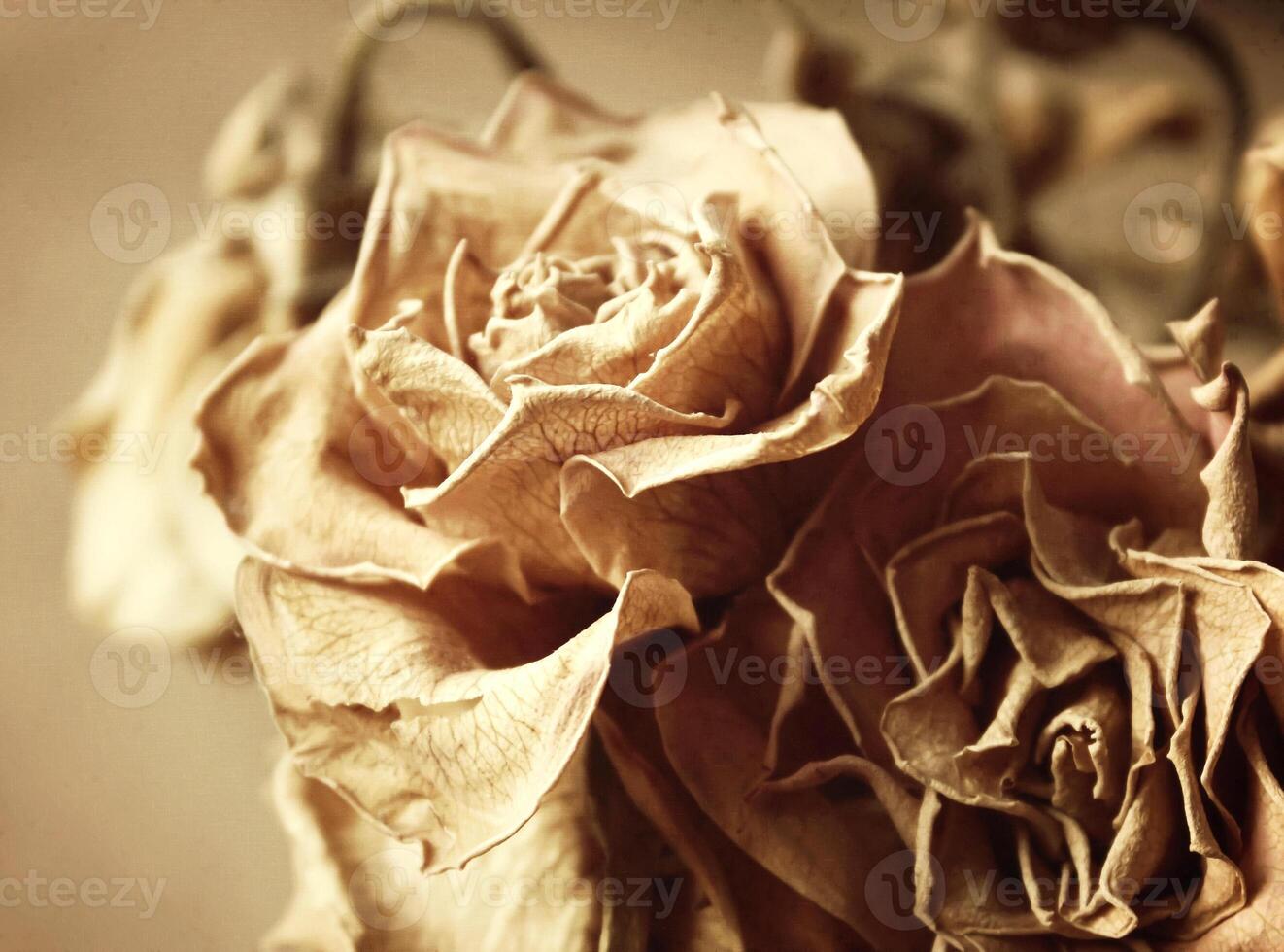Decoration of dried flowers photo