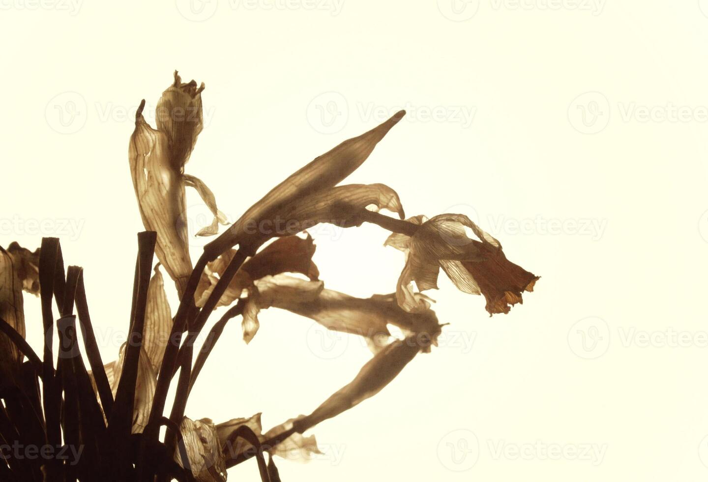 Dried daffodils flowers photo