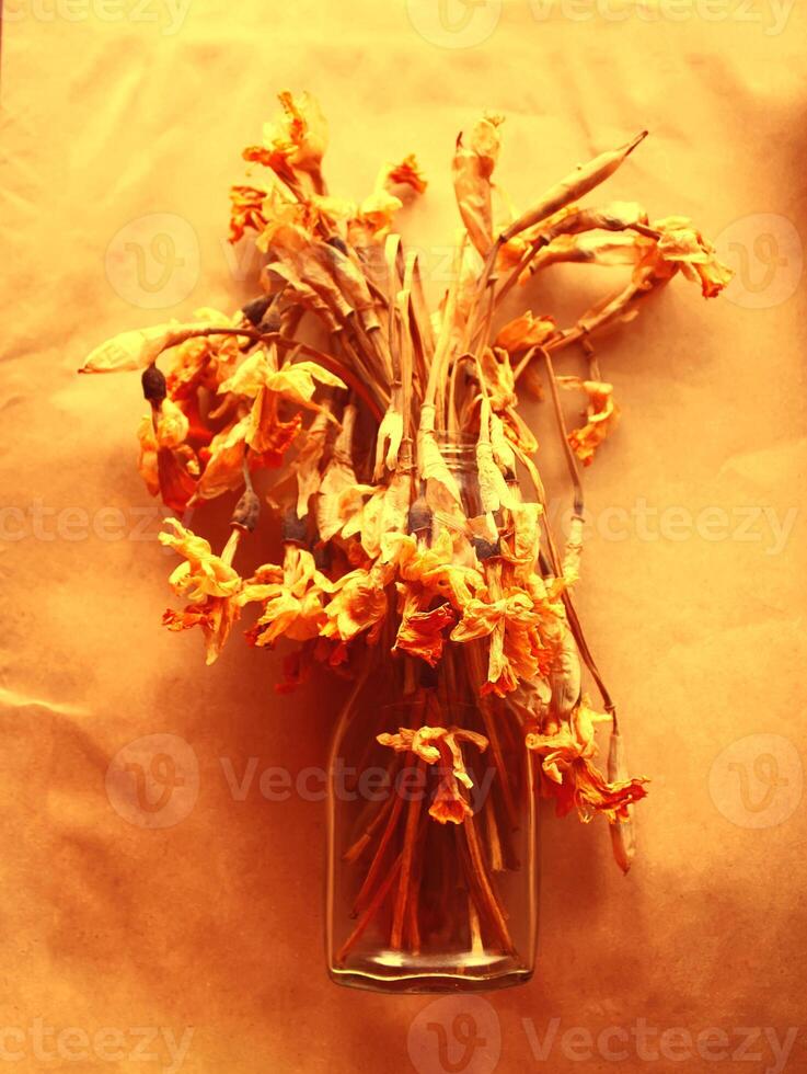 Dried daffodils flowers photo