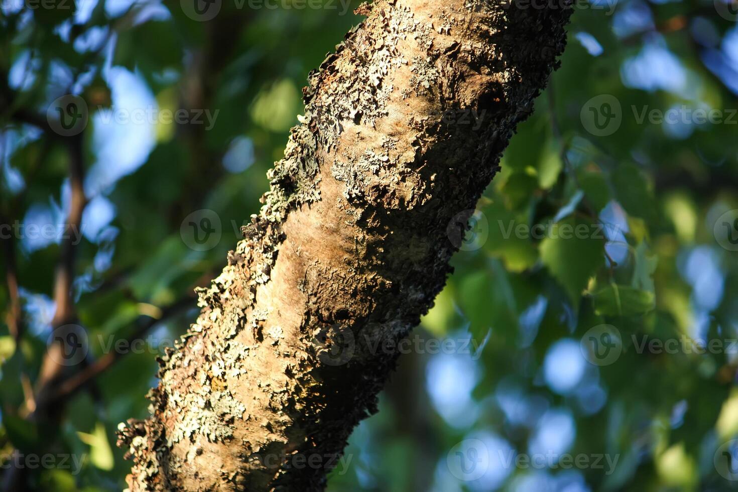 Summer nature background. photo