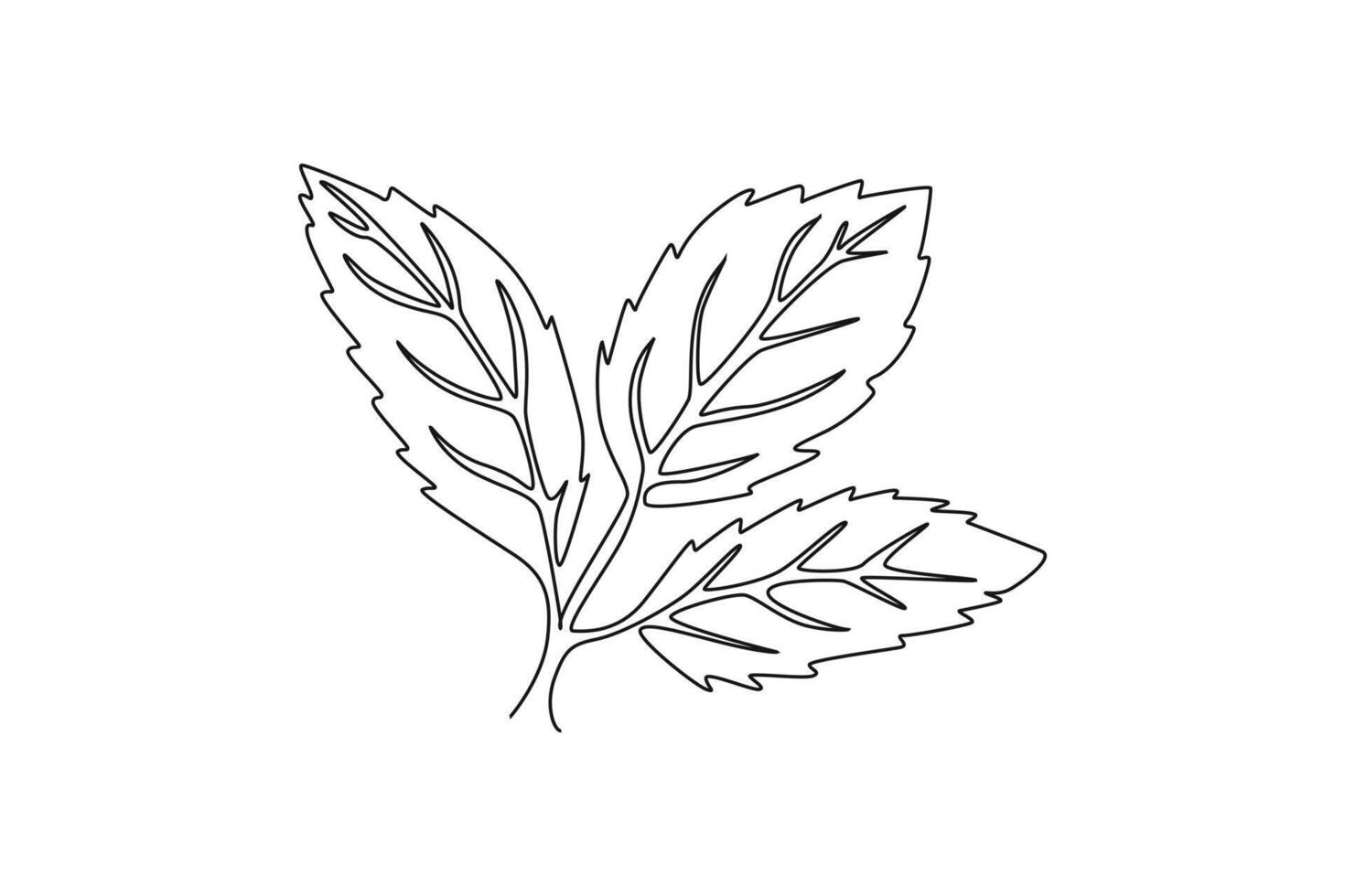 Continuous one line drawing of whole healthy freshness organic mint leaves for farm logo identity. Fresh menthol plant concept for plantation icon. Single line draw design graphic illustration vector