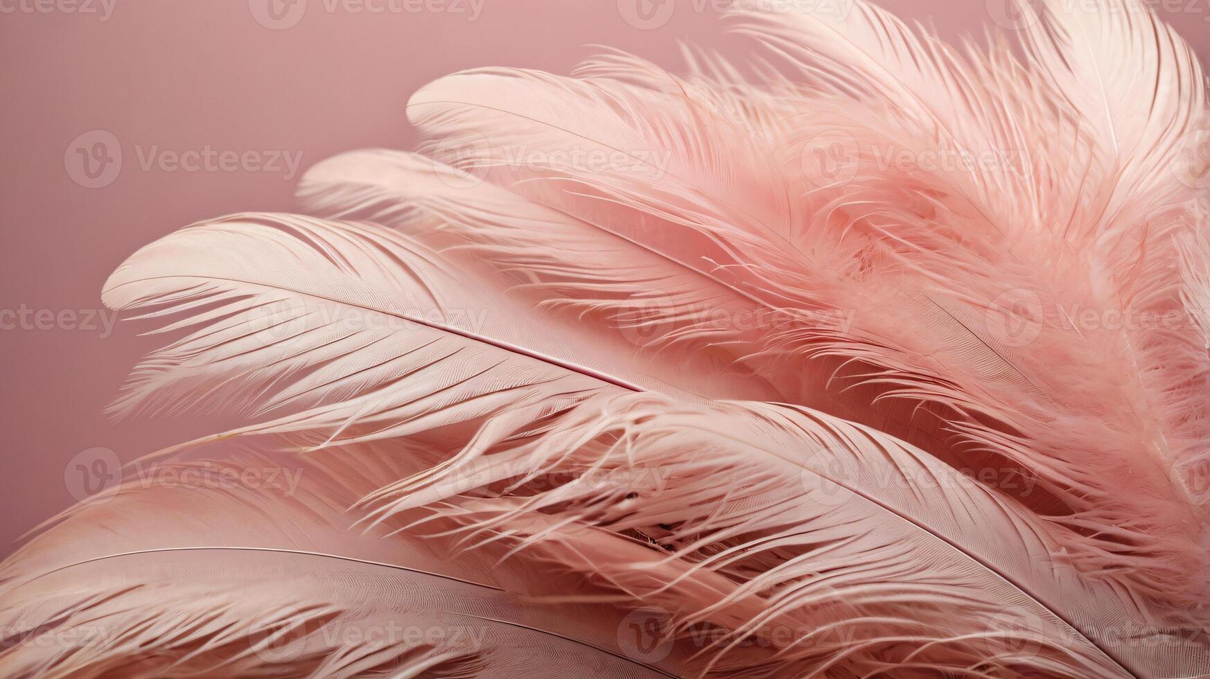 Beautiful light pink feather pattern texture background, copy space photo