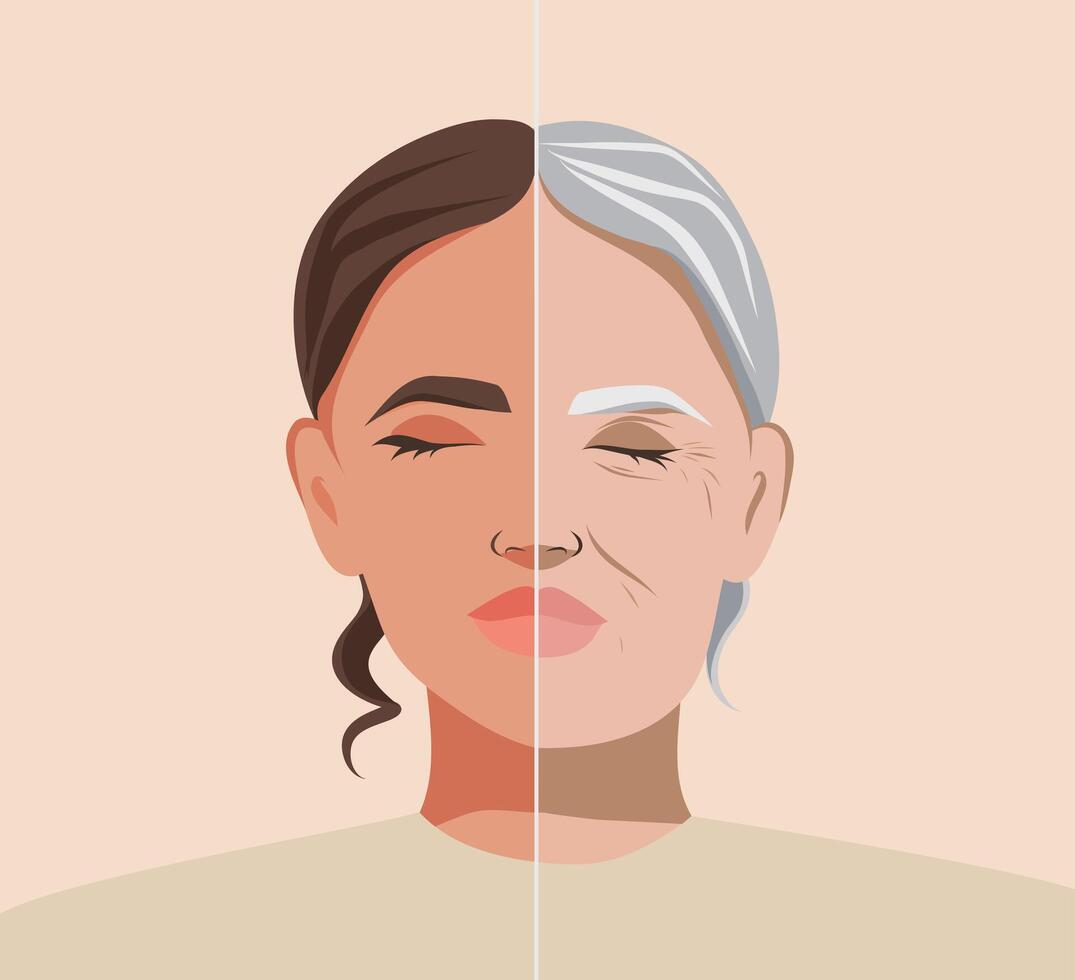illustration of skin aging. Elderly aging woman with young and old face, for advertising plastic surgery, anti-aging creams or cosmetic procedures vector
