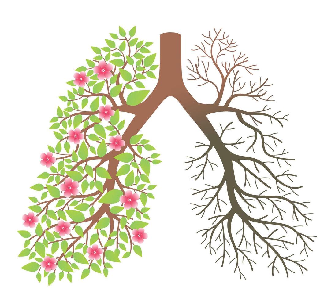 Lungs. Effect after smoking and disease vector