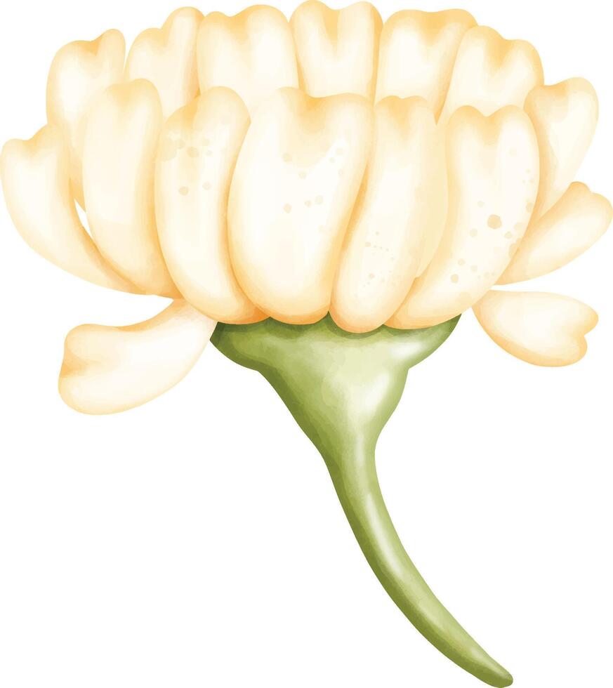 Daisy Clip Art vector
