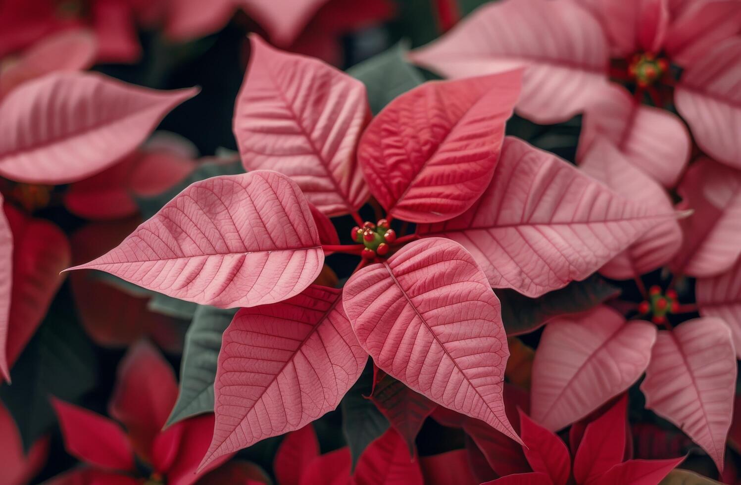 Vibrant Red Leaves Glistening Under Soft Light in a Serene Natural Setting photo