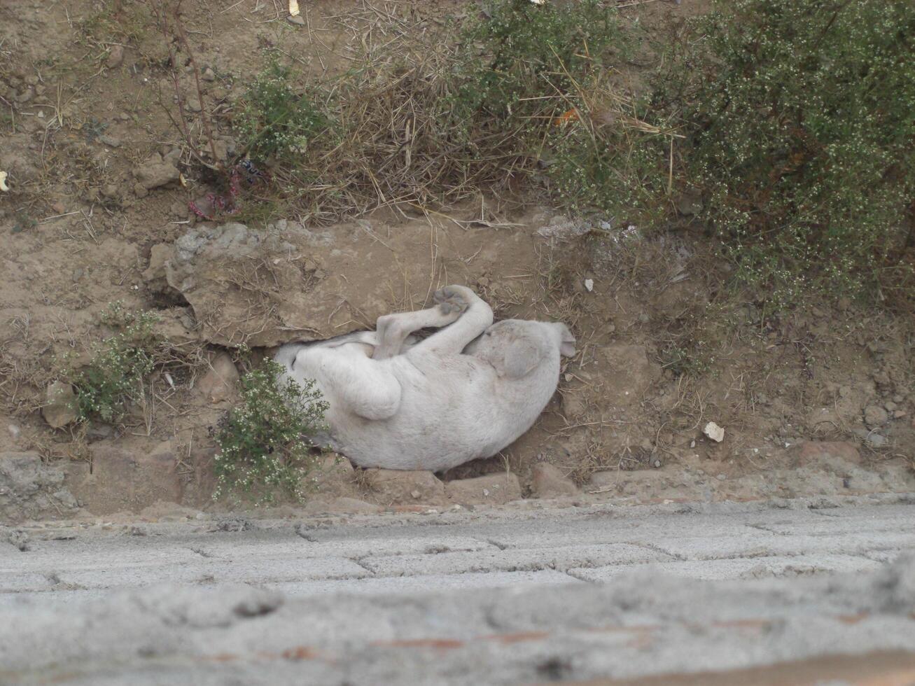Adorable Sleeping Dog - Restful Canine Nap - Serene Sleep Dog at Rest - Peaceful Sleeping Dog photo
