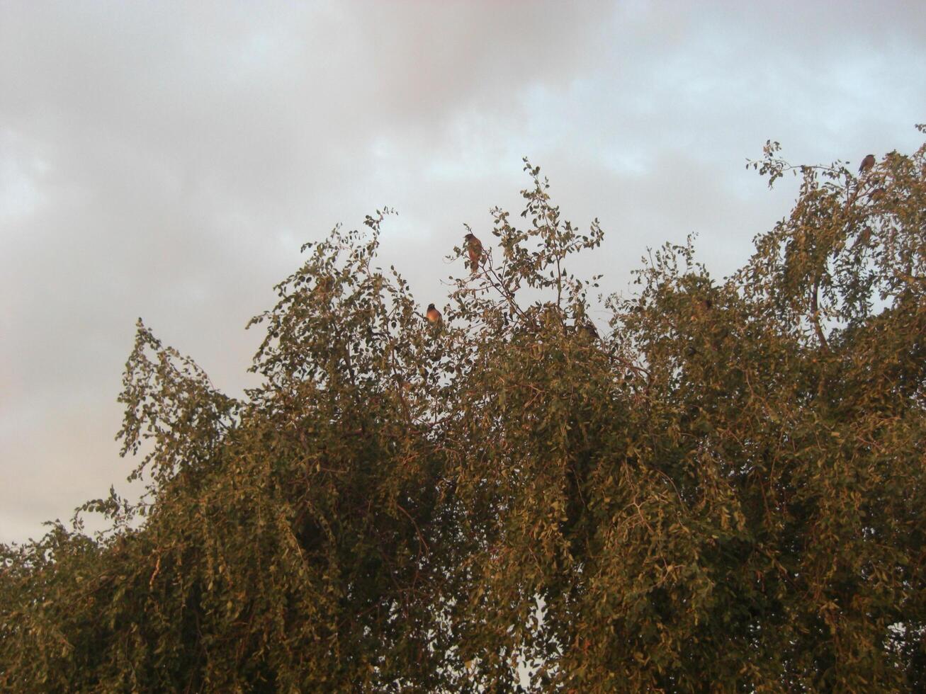Autumn silver birch tree - Stock Image photo