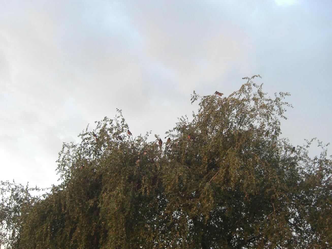 Autumn silver birch tree - Stock Image photo
