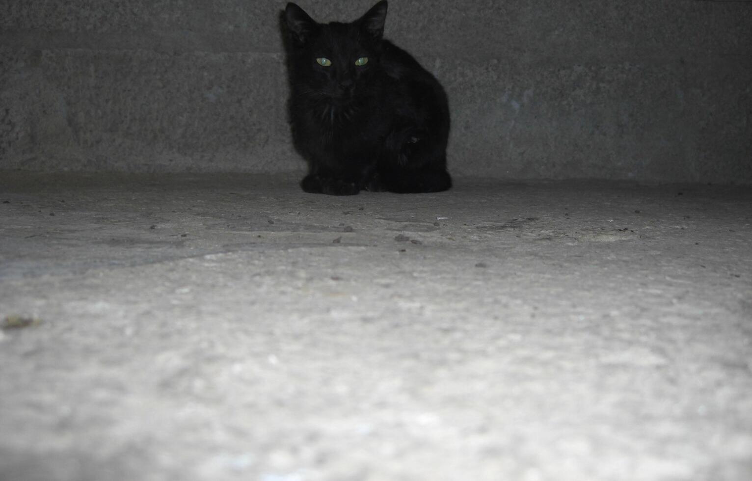 Black Fluffy Cat Staring Intently - Animal photo