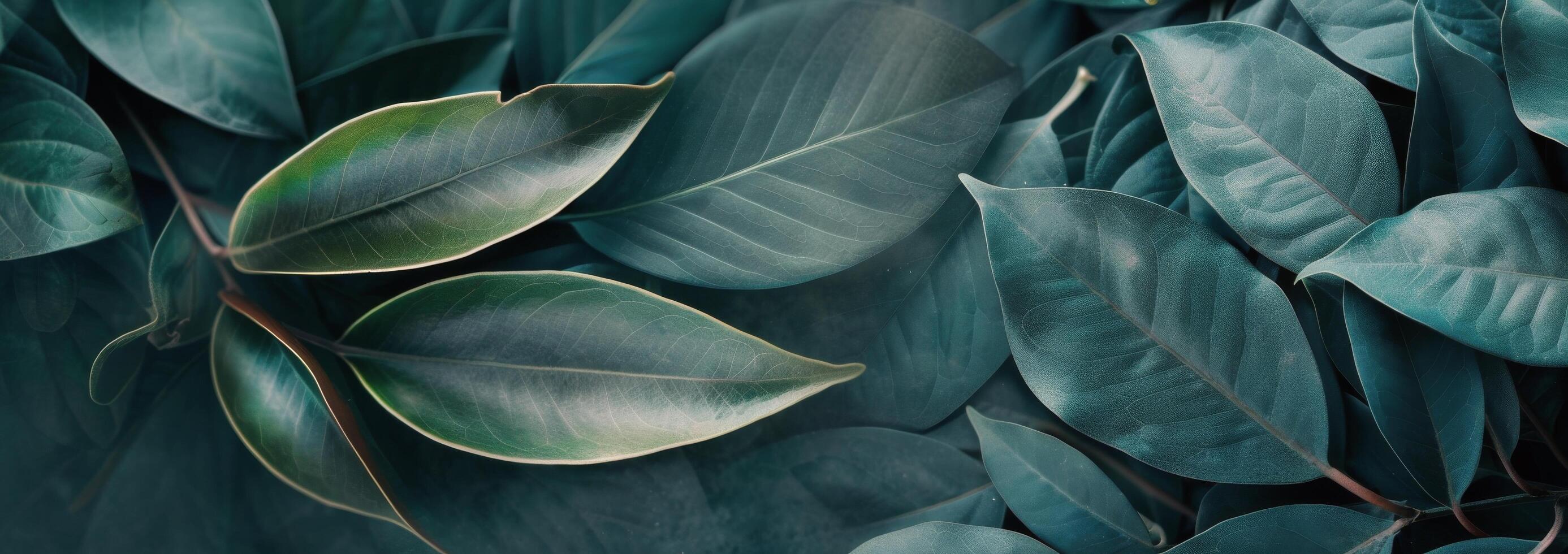 Green Leaves Close-Up photo