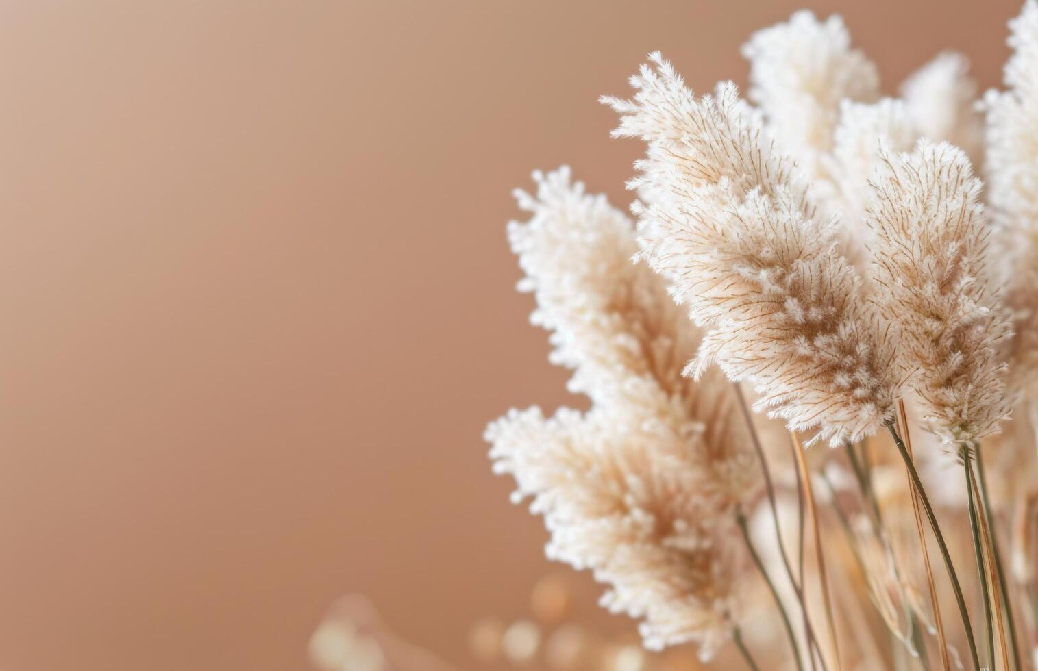 Fluffy White Grass Against A Peach Background photo