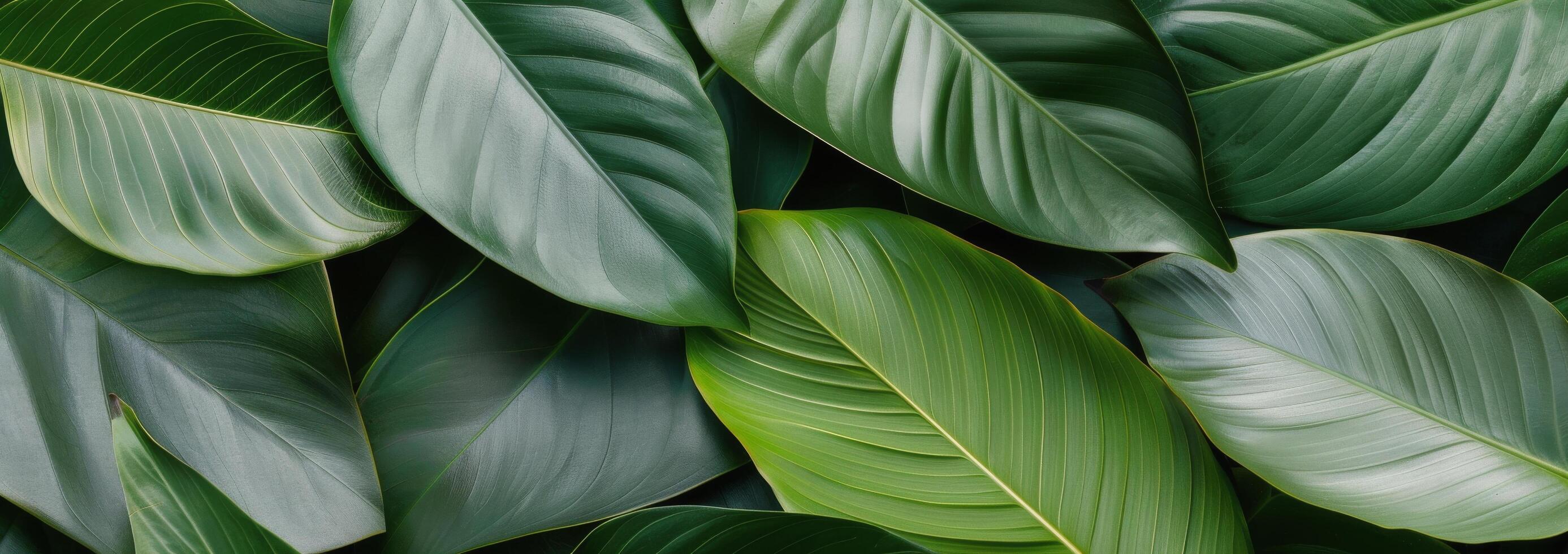 Close-Up of Green Leaves photo