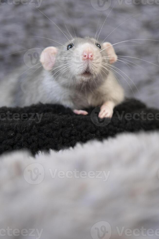 little cute rat on gray couch photo