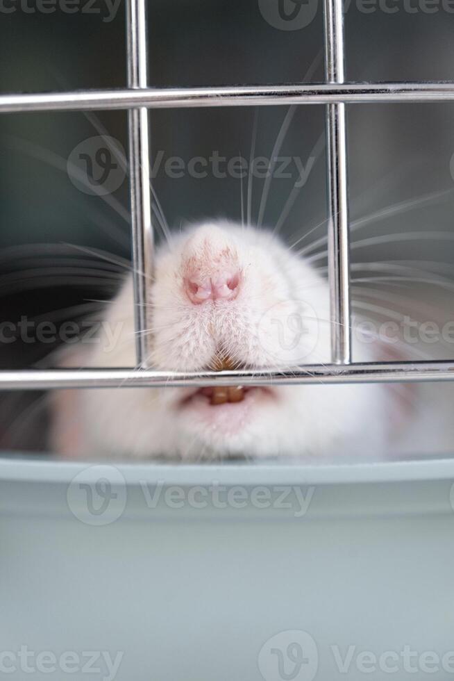 little cute rat on gray couch photo