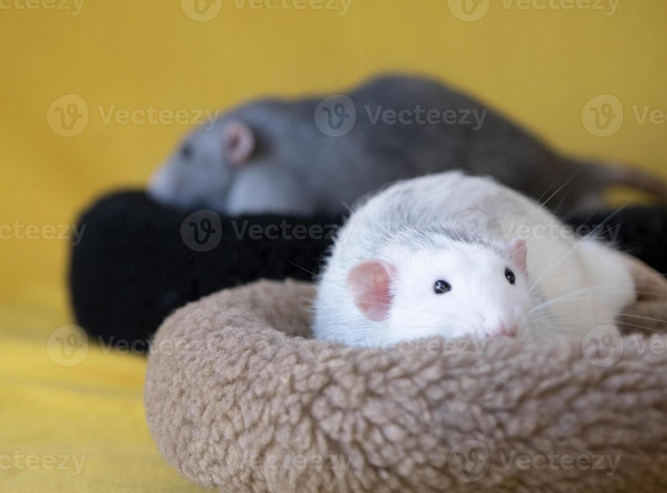 little cute rat on yellow couch photo