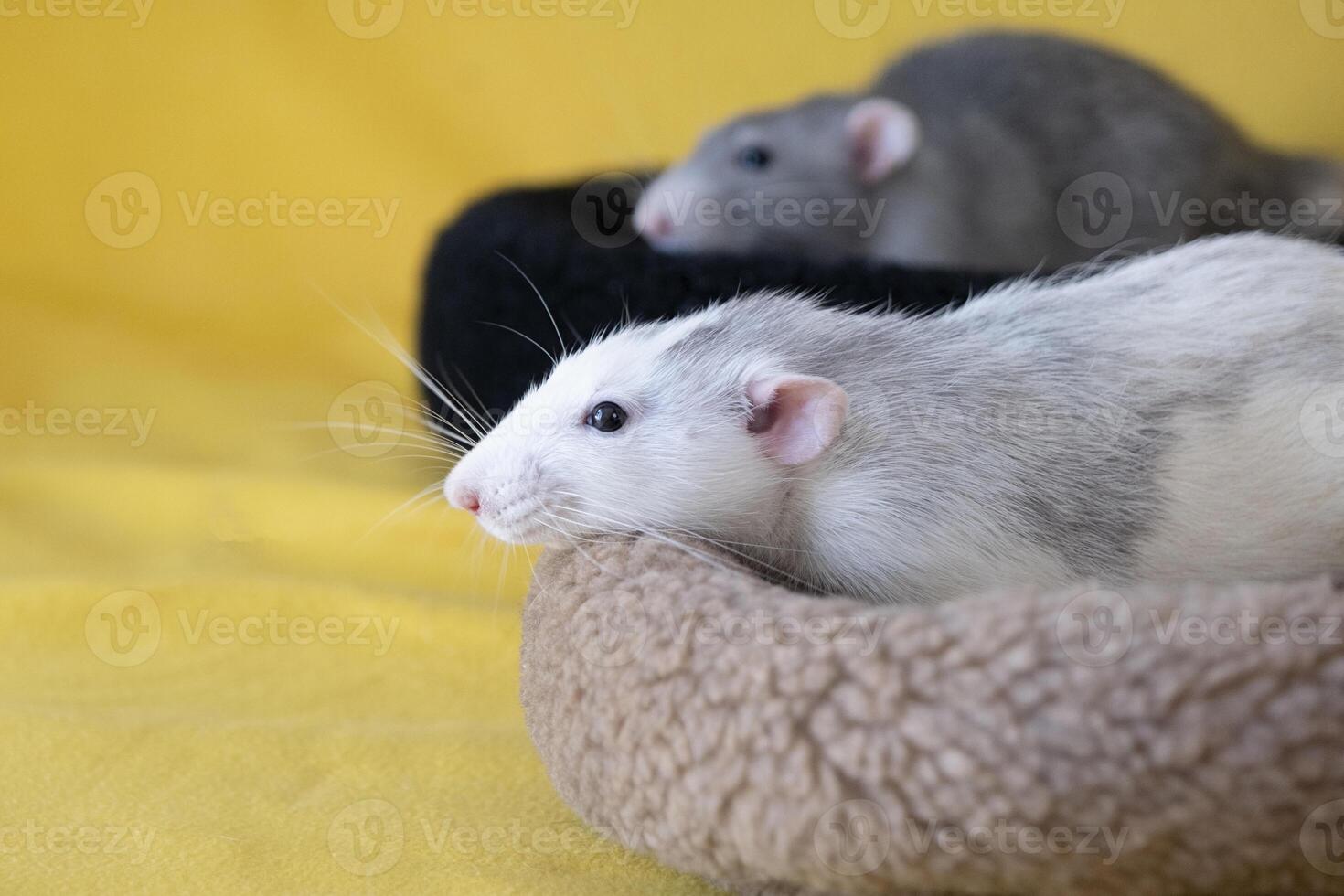 little cute rat on yellow couch photo