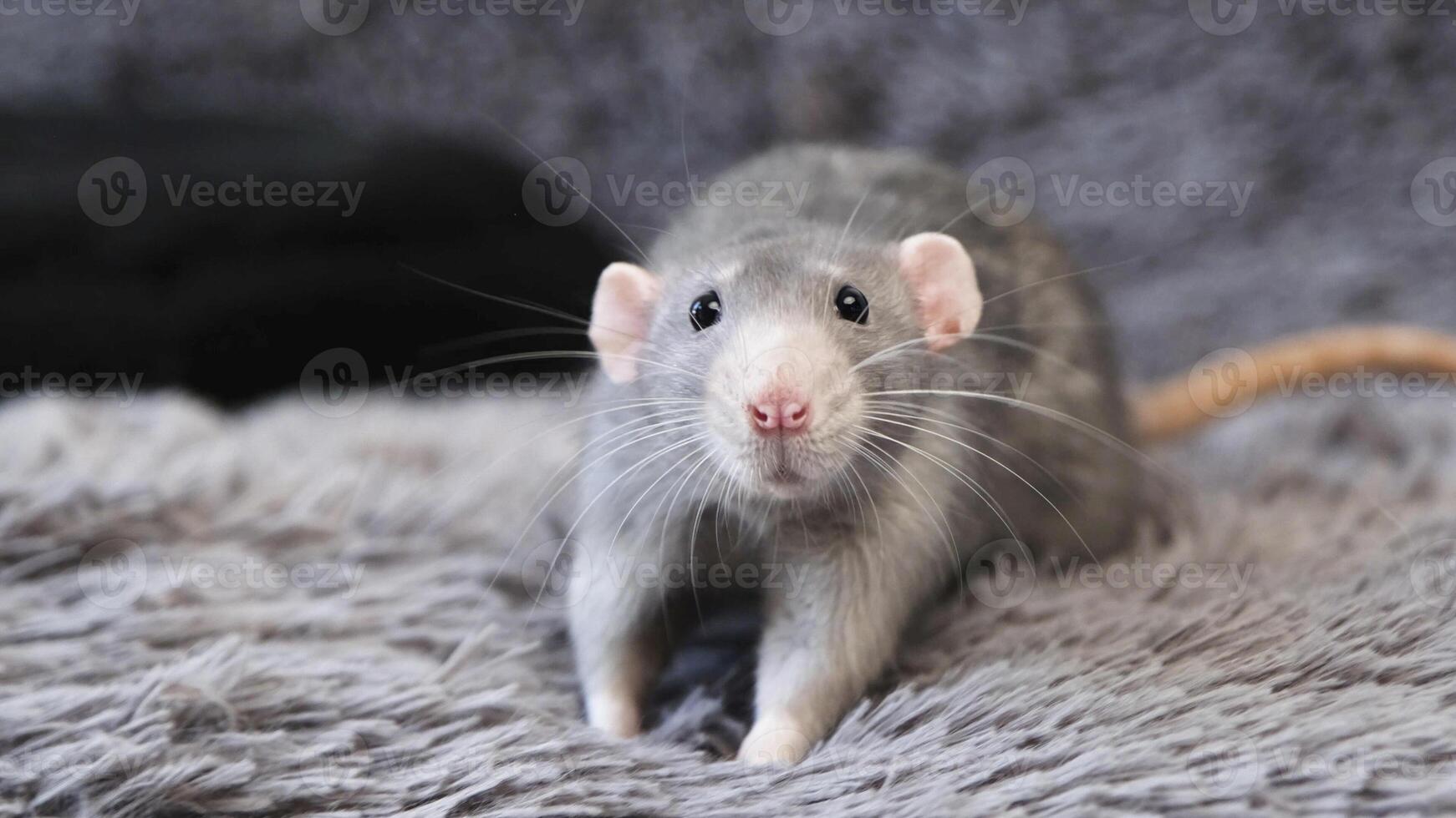 little cute rat on gray couch photo