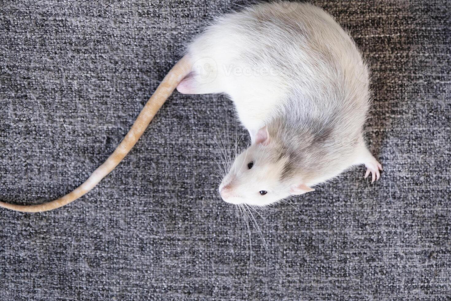little cute rat on gray couch photo