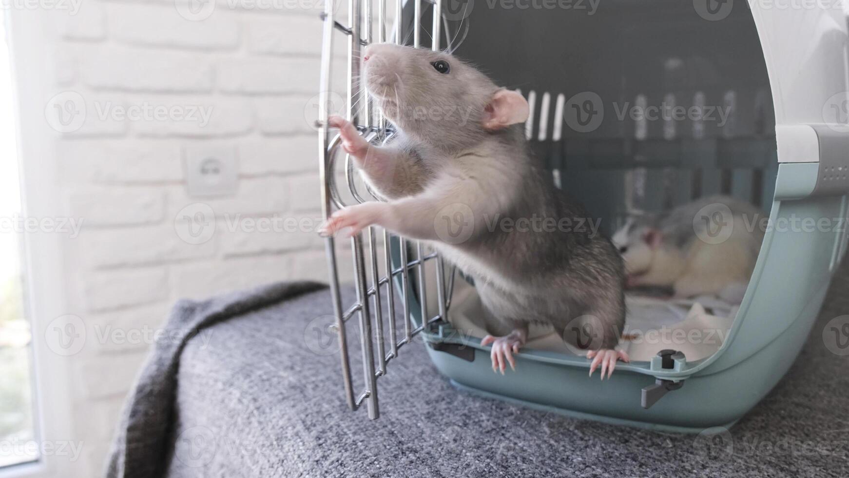 little cute pet rat in opened travel container photo