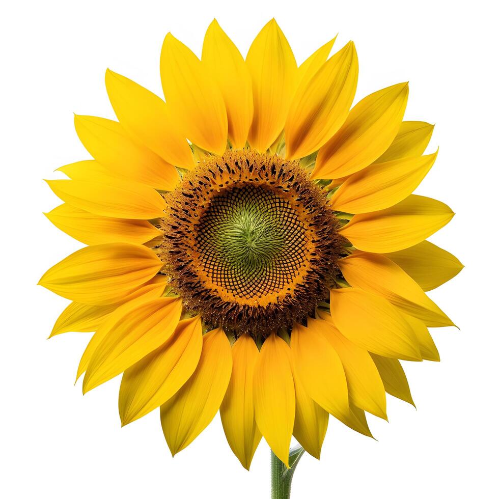 Flat lay close up of single sunflower isolated on white background. Seeds and oil. flower object on center composition, Clipping path photo