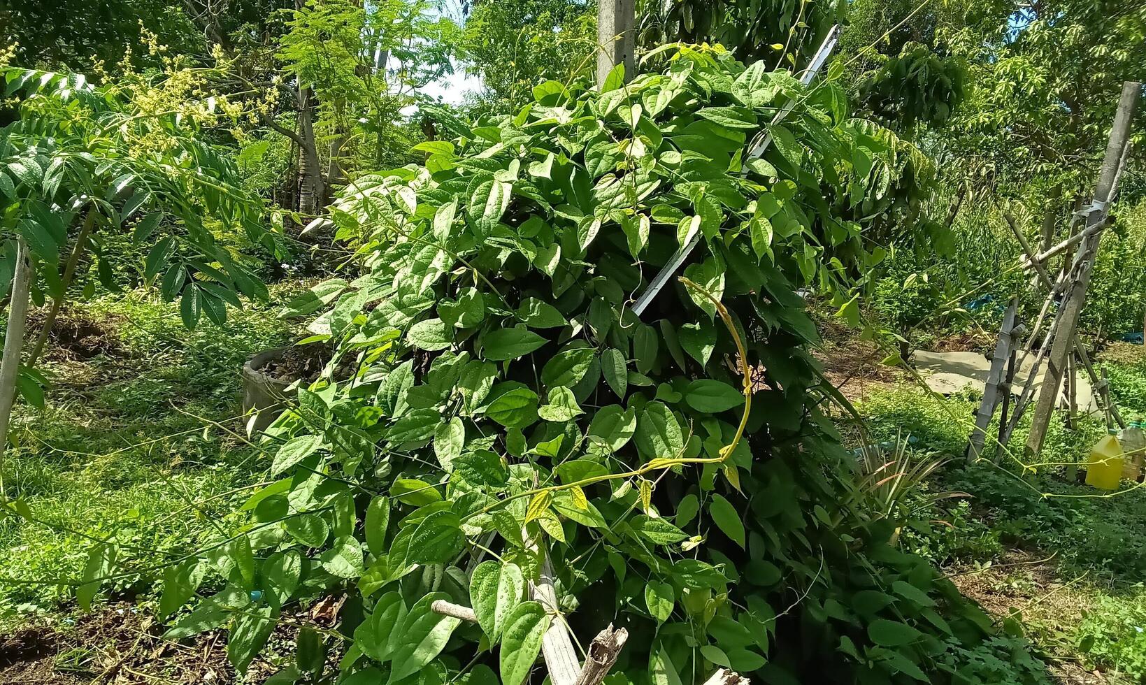 Green leave tree photo
