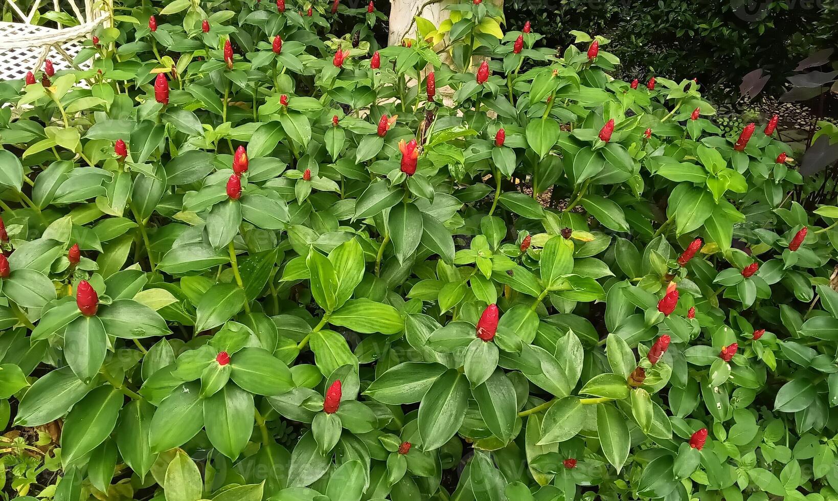 Green leaf tree bloom in garden landscape photo