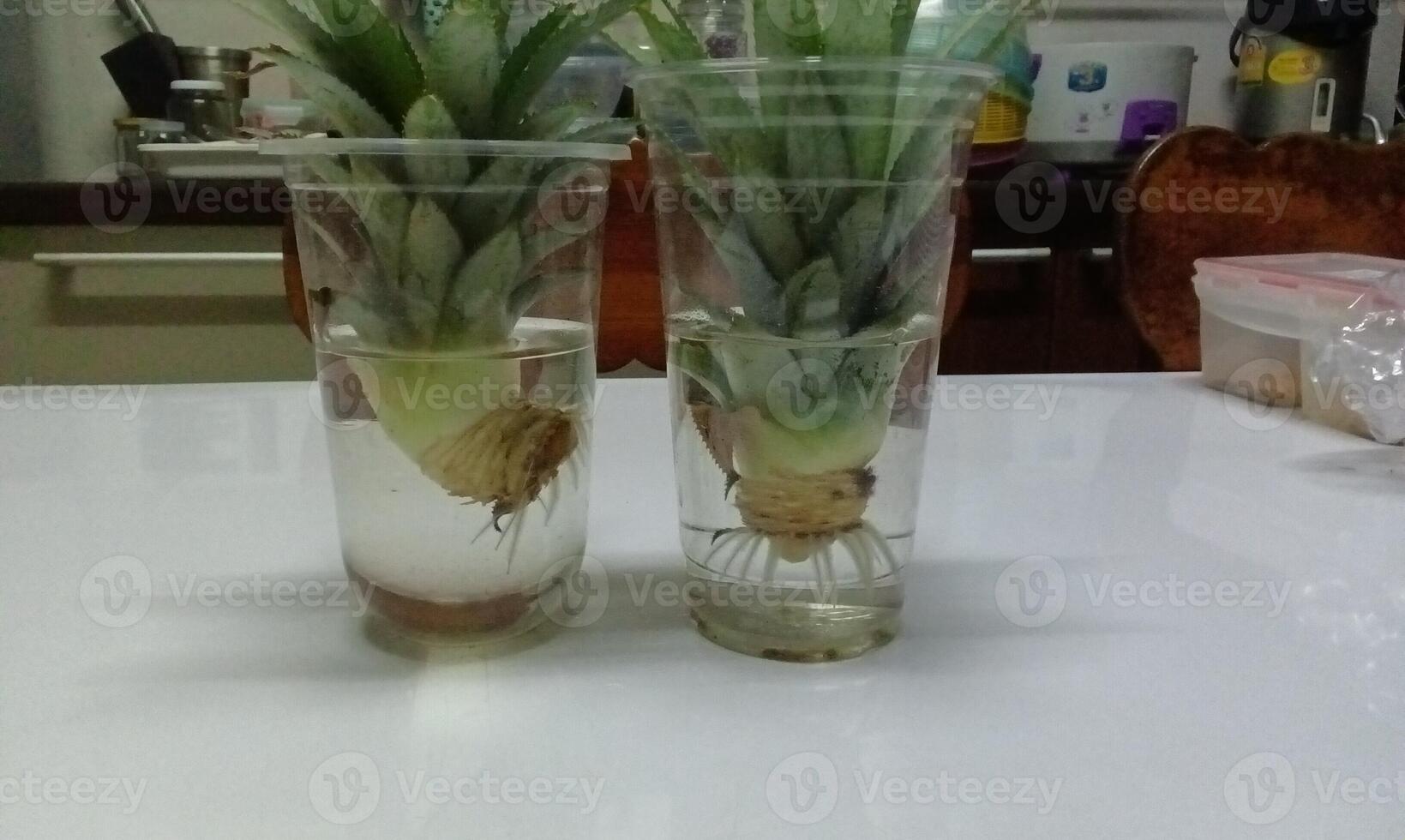 Pineapple in water plastic cup photo
