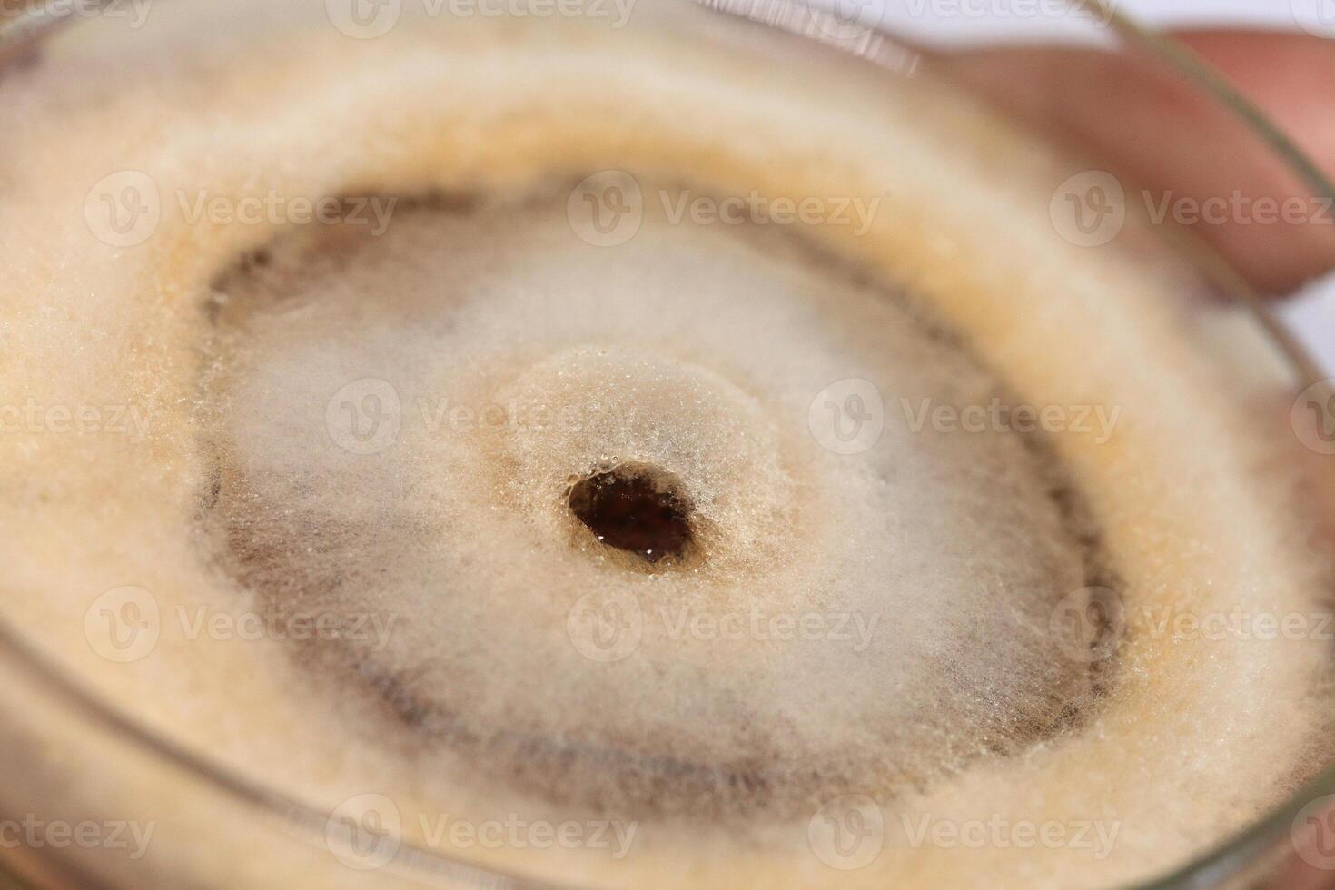 Penicillium, ascomycetous fungi are of major importance in the natural environment as well as food and drug production. photo
