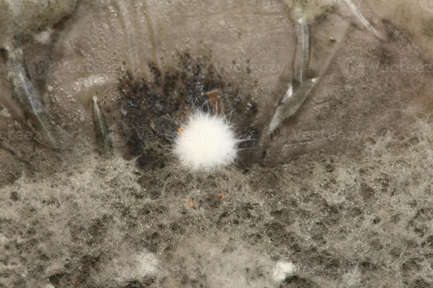 Penicillium, ascomycetous fungi are of major importance in the natural environment as well as food and drug production. photo