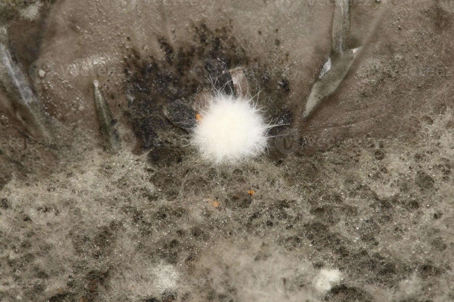 Penicillium, ascomycetous fungi are of major importance in the natural environment as well as food and drug production. photo