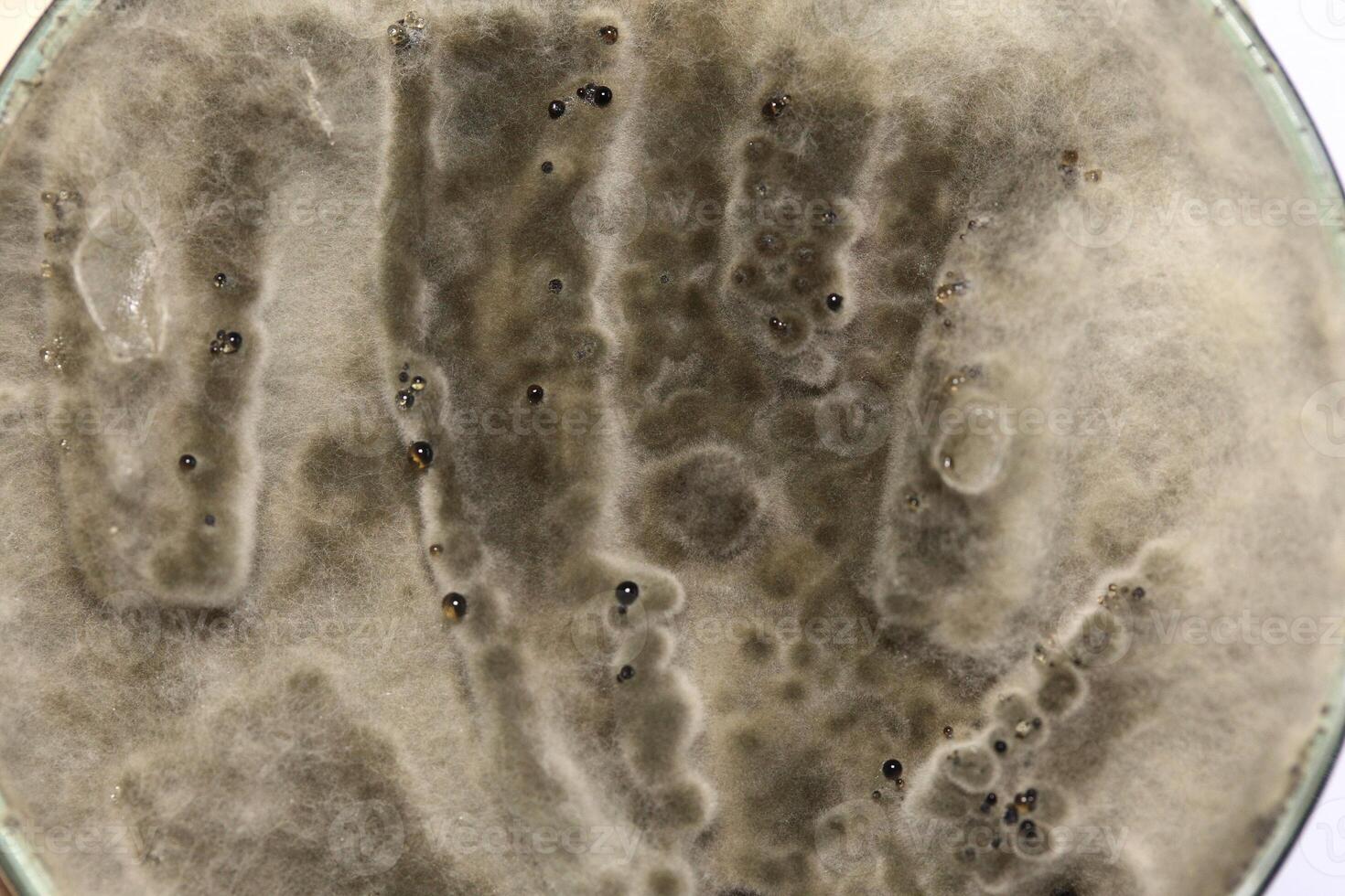 Penicillium, ascomycetous fungi are of major importance in the natural environment as well as food and drug production. photo