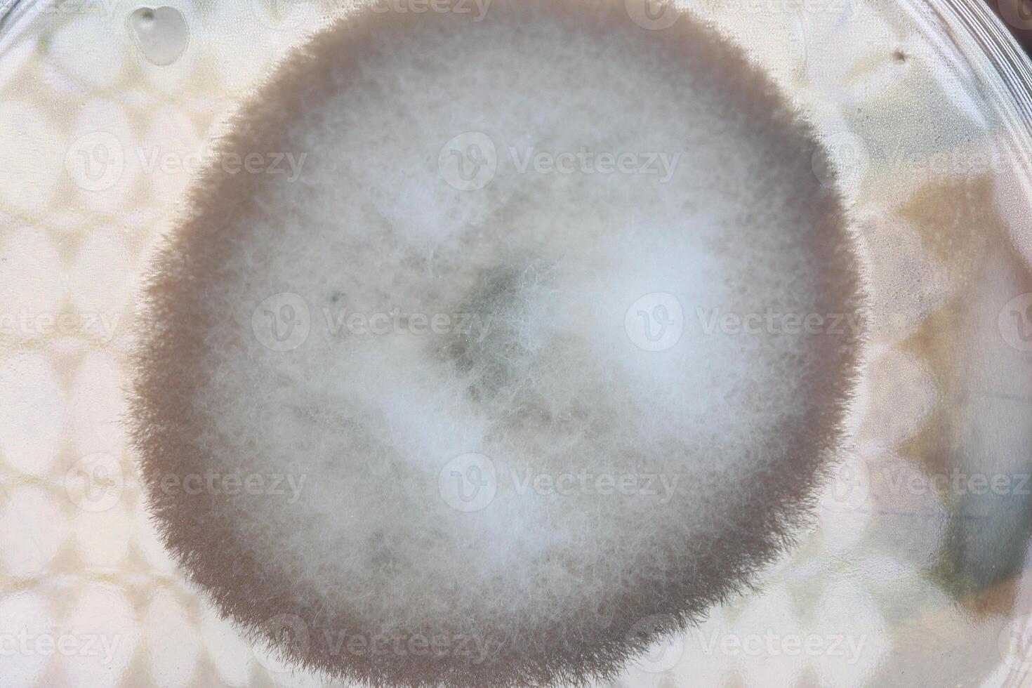 Penicillium, ascomycetous fungi are of major importance in the natural environment as well as food and drug production. photo