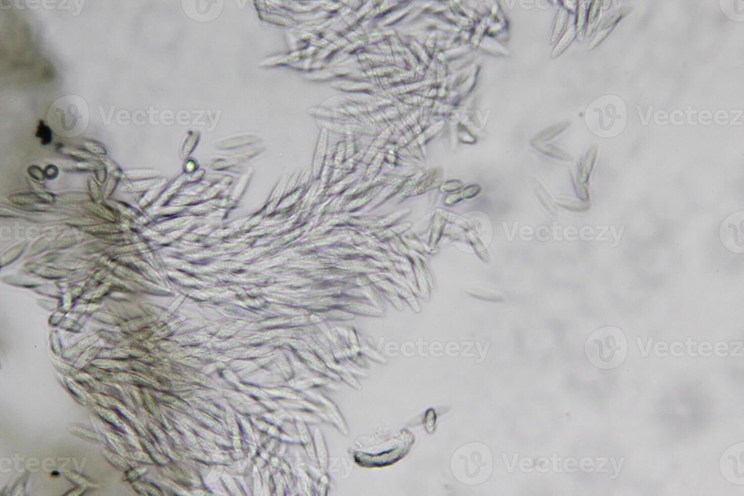 Penicillium, ascomycetous fungi are of major importance in the natural environment as well as food and drug production. photo