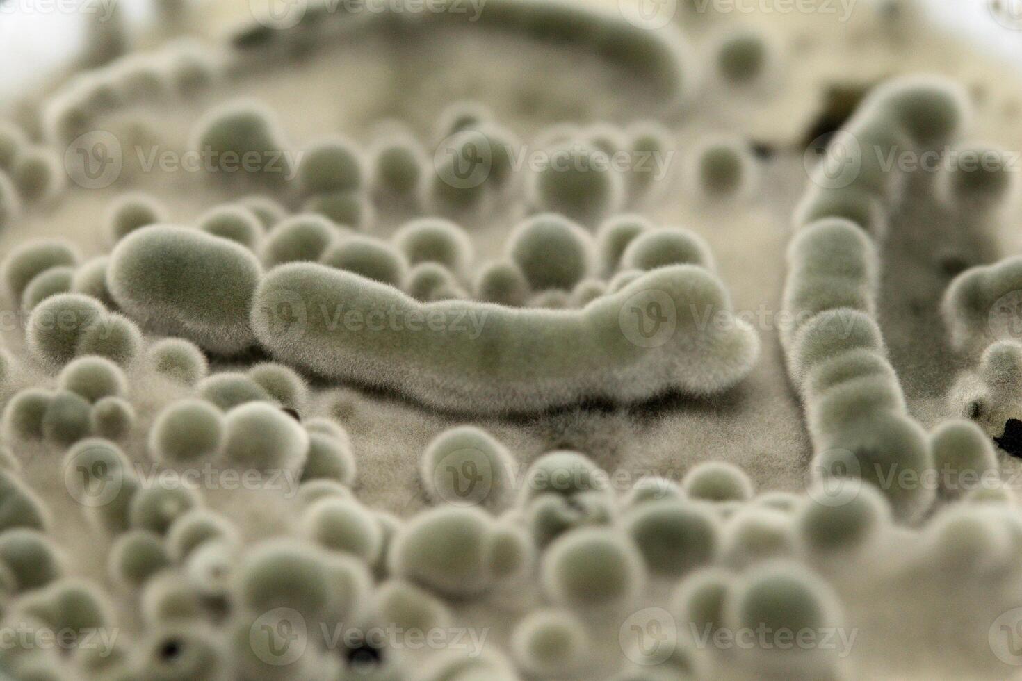 Penicillium, ascomycetous fungi are of major importance in the natural environment as well as food and drug production. photo